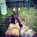 Profile Picture of Musically : @ivanvanja (@ivan_schwarz_) on Instagram