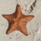 Profile Picture of Stephanie Pawlowski (@goldstar76) on Pinterest