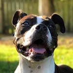 Profile Picture of Josh Joyce (@josh__joyce) on Instagram