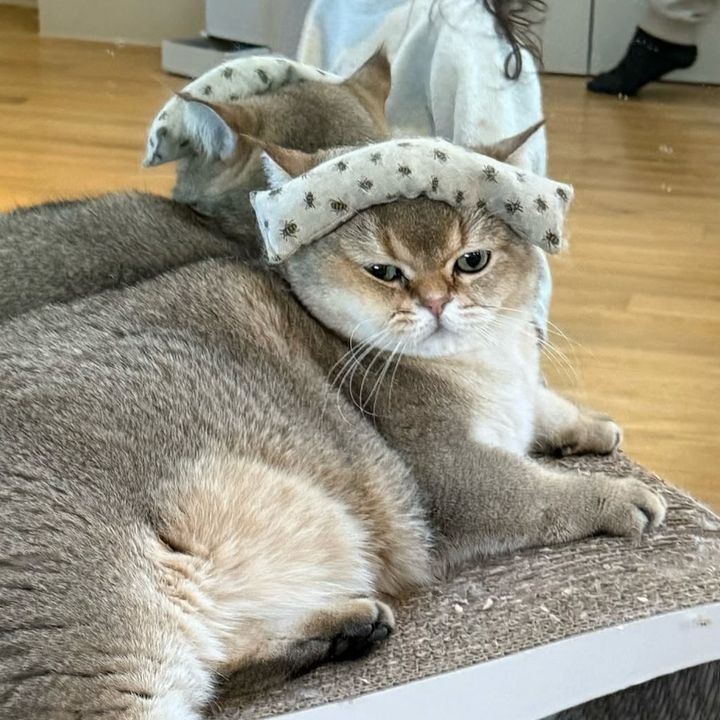 Profile Picture of LaLis.4ever🇹🇭 (@lilis.4ever) on Tiktok
