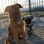 Profile Picture of ErichPaulMeskalin🐾AaronDogLome (@petit_brabancon_vs_pug) on Instagram