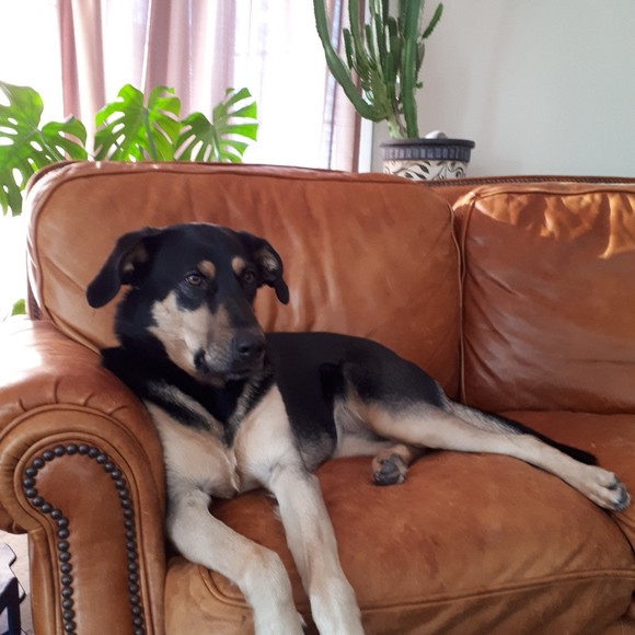 Profile Picture of Gabriela Deschamps (@gabi_subi) on Poshmark