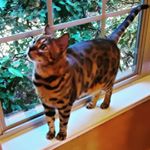 Profile Picture of Lori Roark (@good_karma_lori) on Instagram