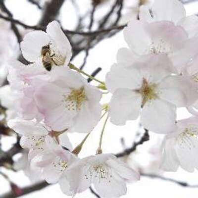 Profile Picture of Lily Tam (@LilyTam1) on Twitter