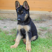 Profile Picture of Zoe Wilkinson (@zoewilkinson5379) on Youtube