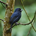 Profile Picture of Blackish-blue seedeateron Wikipedia