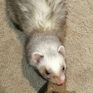 Profile Picture of Marshall Ragle (@marshall.ragle.9) on Facebook