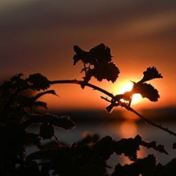 Profile Picture of Cheng Huang (@huangc55) on Poshmark