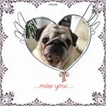 Profile Picture of Monk und Gina und Hugo (@monk_gina_hugo) on Instagram