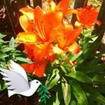 Profile Picture of Paula Biggs (@paulabiggs35) on Instagram