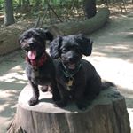 Profile Picture of Henry & Fritz (@henryandfritz) on Instagram