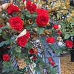 Profile Picture of Paula Brugger (@paula.brugger.16) on Instagram