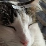 Profile Picture of Clare Jackson (@vlare_jackson) on Instagram