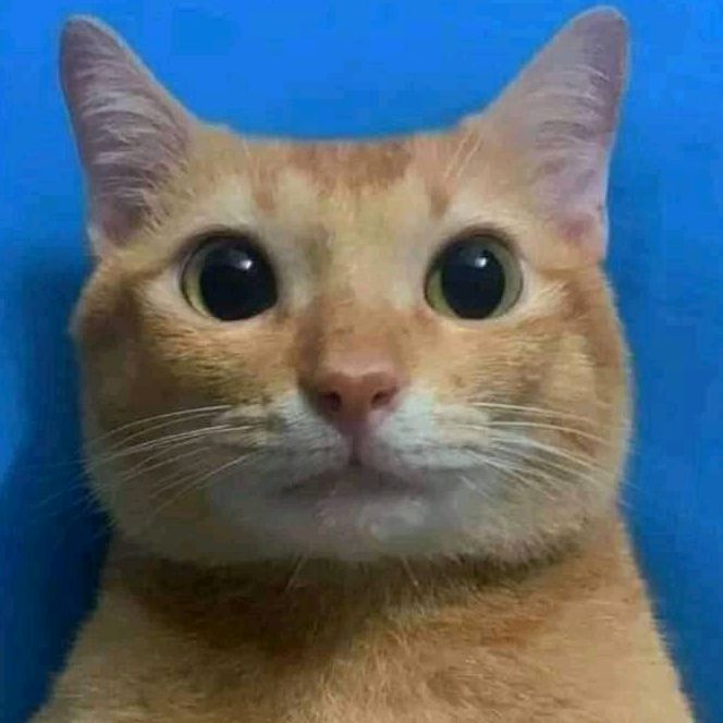 Profile Picture of Danblake (@danblakeee) on Tiktok