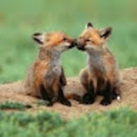 Profile Picture of Annah Ruppert (@annah5605) on Poshmark