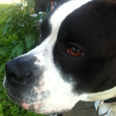 Profile Picture of Steve Delorme (@buckster00) on Twitter