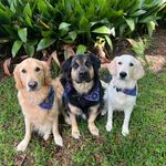 Profile Picture of Madden • Chief • Emmy (@3_floridadawgs) on Instagram