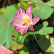 Profile Picture of Tung Vo (@Loihaycuocsong) on Youtube