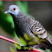 Profile Picture of Angga Illahi (@Anggaillahi-ox2fx) on Youtube