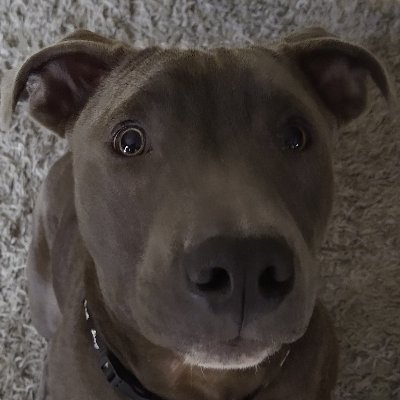 Profile Picture of Raymond Guido (@raymond_guido) on Twitter