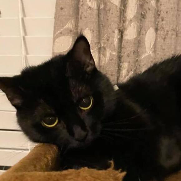 Profile Picture of Tamara Keil mazurkiewicz (@tamn8or1) on Poshmark