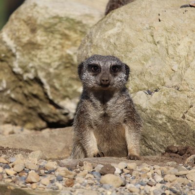 Profile Picture of Askham Bryan Wildlife Park (@ABCWildPark) on Twitter
