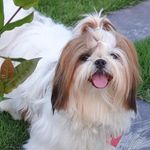 Profile Picture of philip shih tzu (@philip_shihtzu) on Instagram