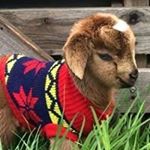 Profile Picture of Janet Dolph (@janetdolph) on Instagram