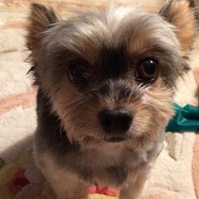 Profile Picture of Randy Retzlaff (@razatola) on Twitter