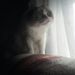 Profile Picture of Tara Jacobs McCombie (@tlmbam) on Pinterest