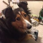 Profile Picture of Laurie Travis (@laurie_travis) on Instagram