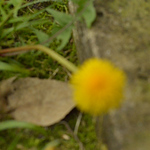 Profile Picture of Margarete J Santos (@Margot Jeronimo) on Flickr