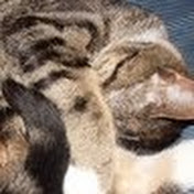 Brianna Clements - Youtube Profile Picture of Brianna Clements (@Bubblegum1bri) on Youtube