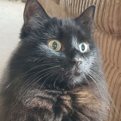 Profile Picture of UPGirlcd (@UPGirlcd) on Twitter