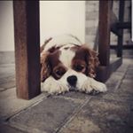 Profile Picture of Adam (@adam_the_cavalier) on Instagram