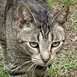 Profile Picture of Lisa Allis Campbell (@AllisLisa) on Twitter