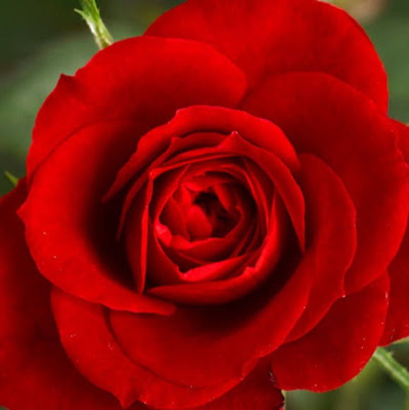 Profile Picture of Icess Wade (@icess_wade) on Poshmark