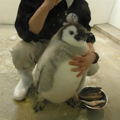 Profile Picture of Mike Bene (@AhBeneBeneBene) on Twitter