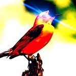 Profile Picture of Avian Aaron (@birds_exist) on Instagram