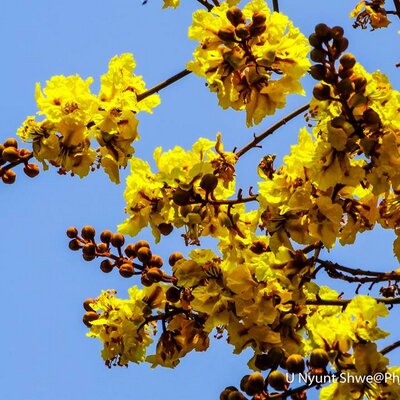 Profile Picture of Thet Tun (@thettun10) on Twitter