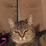 Profile Picture of Matthew Fowler (@fowlerm1021) on Instagram