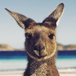 Profile Picture of paul kirk (@aussiekirky) on Instagram