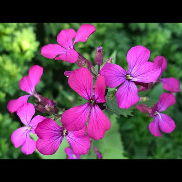 Profile Picture of Aaliyah Allen (@aaliyahallen16) on Poshmark