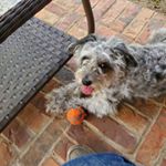 Profile Picture of Ronald F Kolenc (@ronaldfkolenc) on Instagram