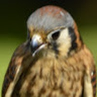 Profile Picture of Joe Dwonch (@joe-dwonch) on Quora
