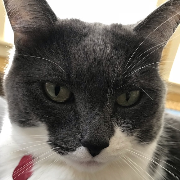 Profile Picture of Kristyn Recknagel (@krisaur) on Poshmark