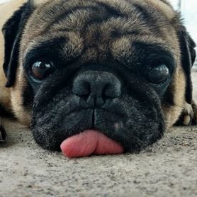 Profile Picture of Kevinvirgiliobernal (@kevinvirgilio12) on Twitter