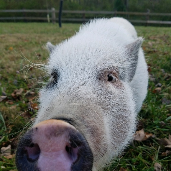 Profile Picture of Michelle Conroy (@pookatron) on Poshmark