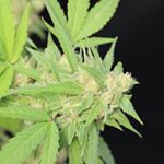 Profile Picture of Sammy Harrell (@harrellhemp_services) on Instagram