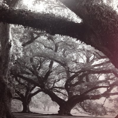 Profile Picture of Margaret Schumacher (@oakviewdesigns) on Twitter